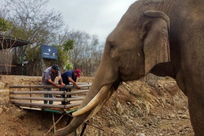 Ostok Sanctuary merelokasi 700 hewan eksotis untuk menghindari perang antar-kartel di Kota Culiacan, Negara Bagian Sinaloa, Meksiko, Selasa (20/05/2025). (Facebook.com/@Ostok Sanctuary)